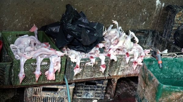 Nielegalne mięso z gospodarstwa w Woli Przypkowskiej trafiało do chińskich barów
